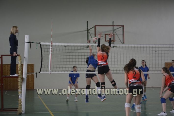 volley _1ogel-kassandra085